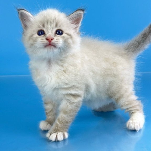 Siberian Winston