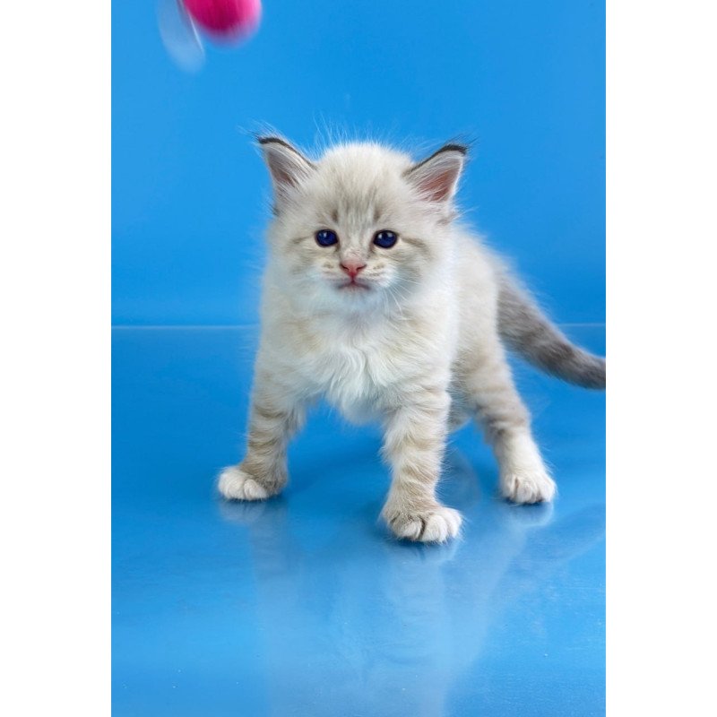 Siberian Winston