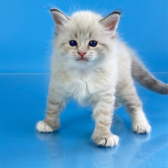 Siberian Winston