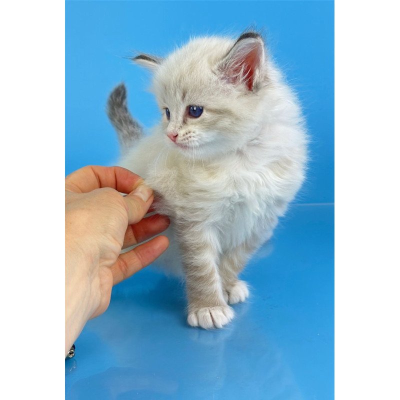 Siberian Winston