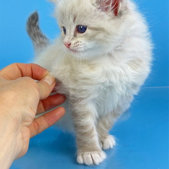 Siberian Winston