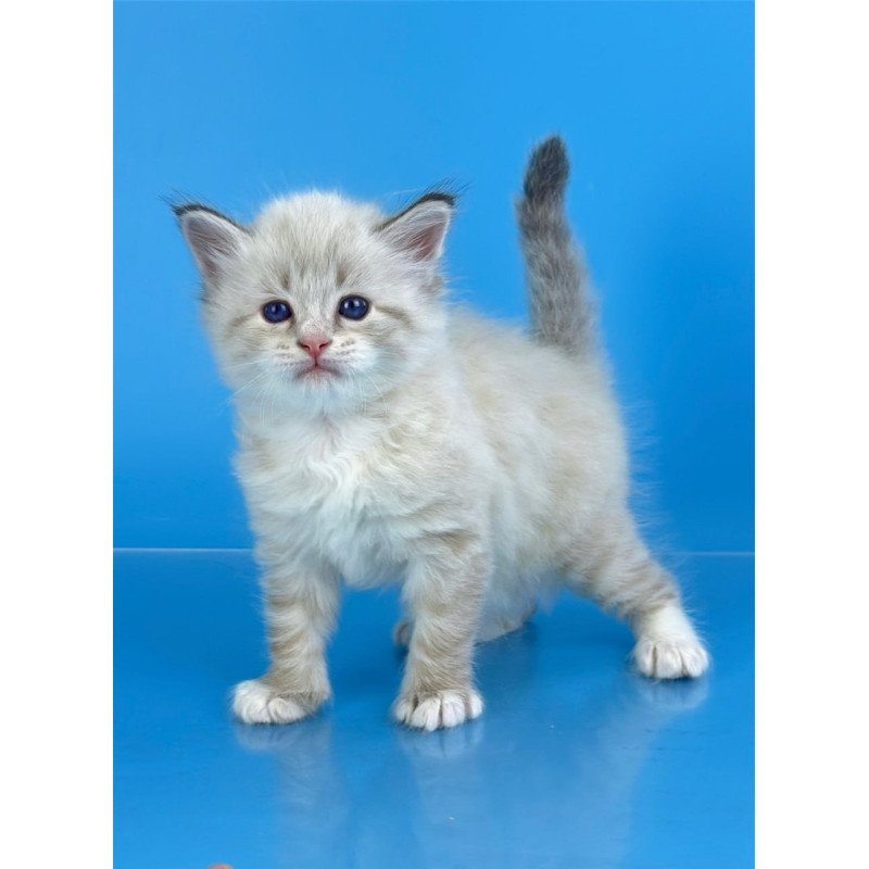 Siberian Winston