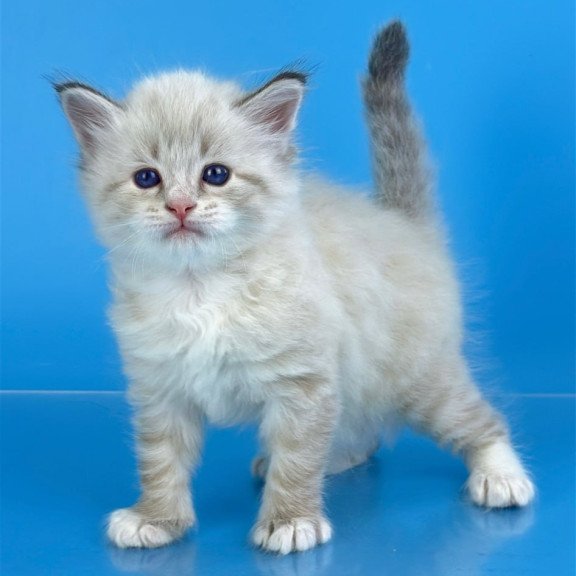 Siberian Winston