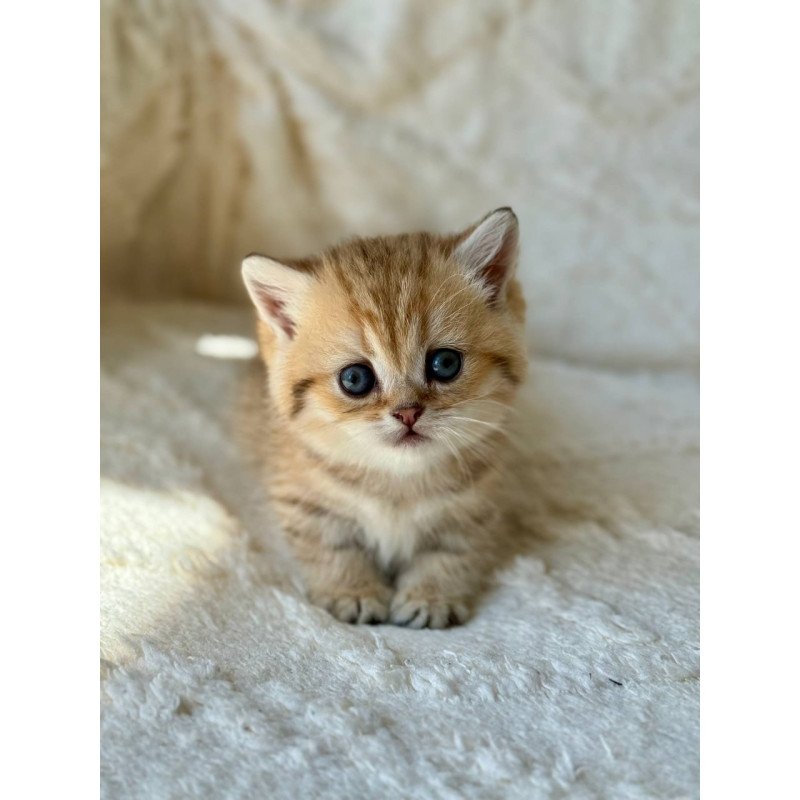 Munchkin Ziva