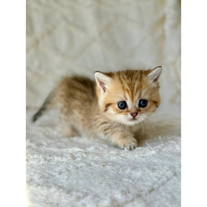 Munchkin Ziva