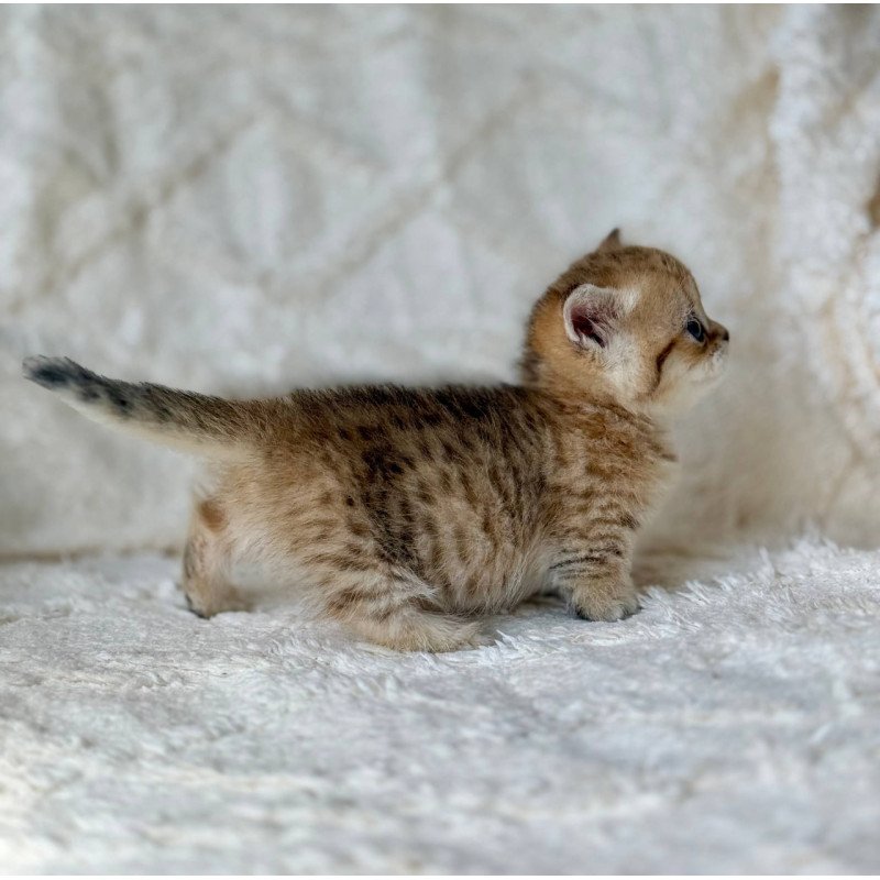 Munchkin Ziva