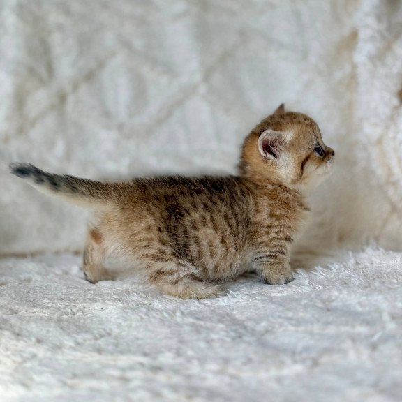 Munchkin Ziva