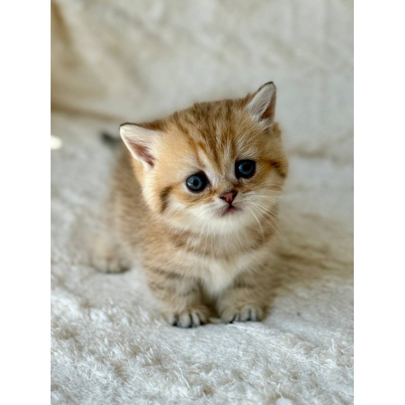 Munchkin Ziva