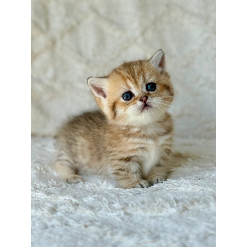 Munchkin Ziva