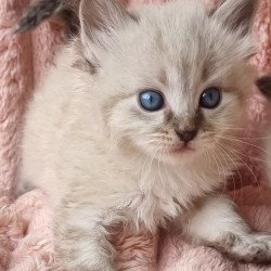Siberian Zigfryd