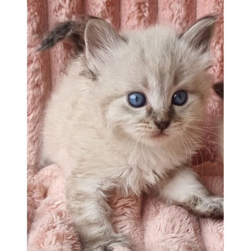 Siberian Zigfryd