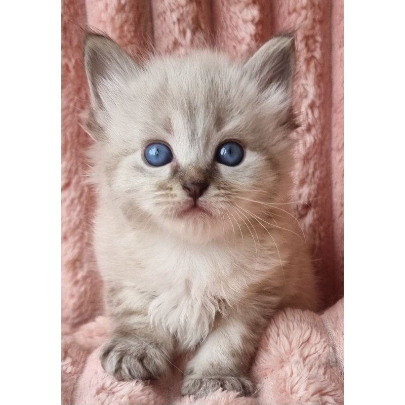 Siberian Zigfryd