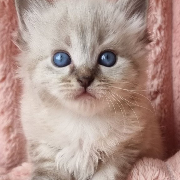 Siberian Zigfryd