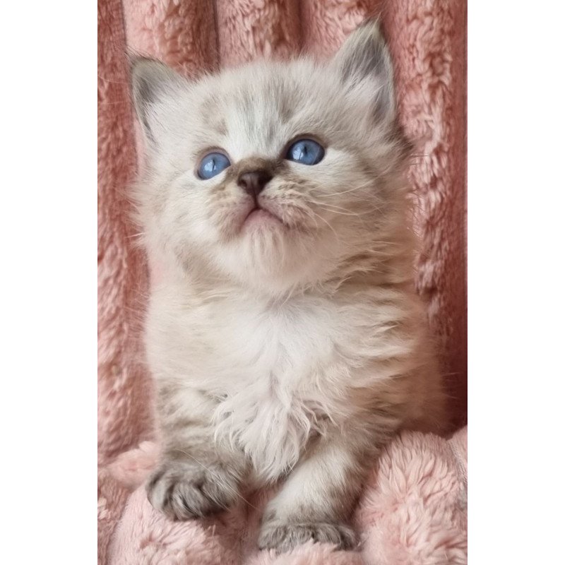 Siberian Zigfryd