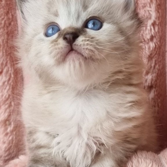 Siberian Zigfryd
