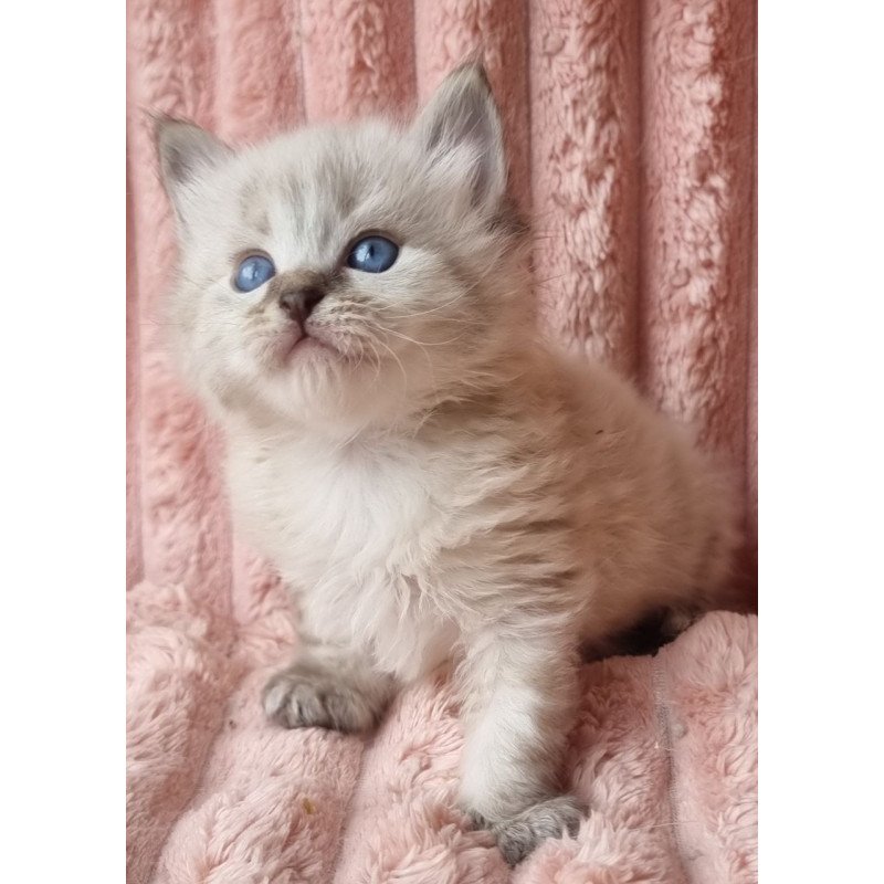 Siberian Zigfryd