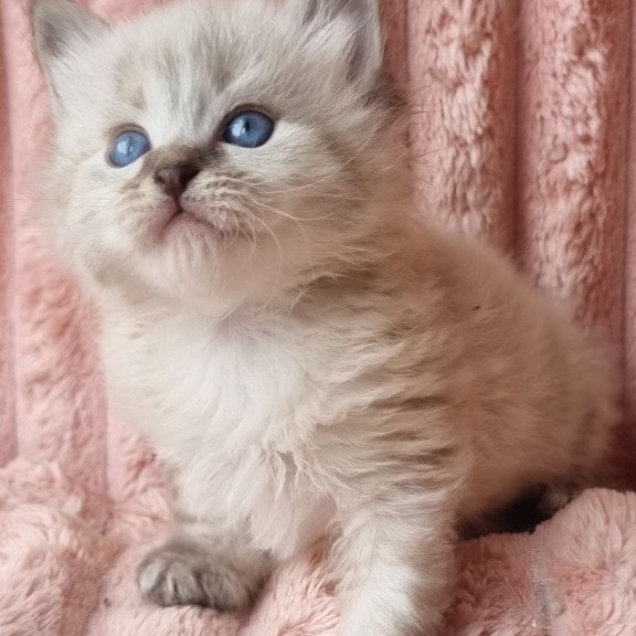 Siberian Zigfryd