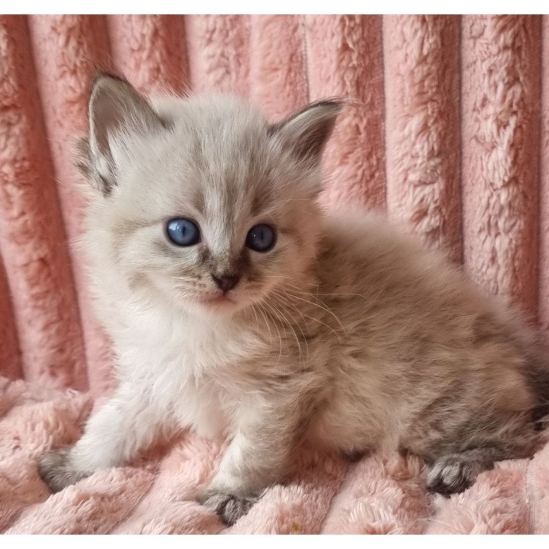 Siberian Zigfryd