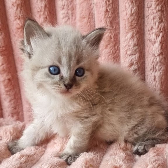 Siberian Zigfryd