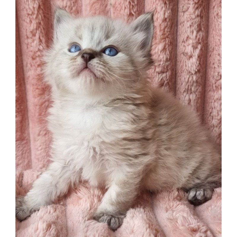 Siberian Zigfryd