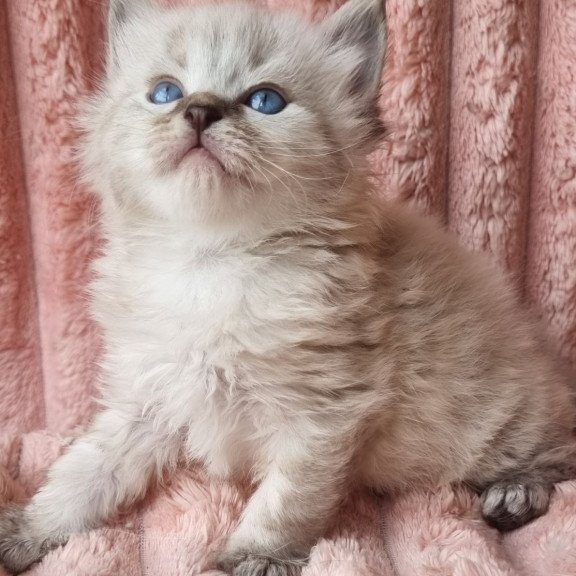 Siberian Zigfryd