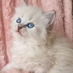 Siberian Zahar
