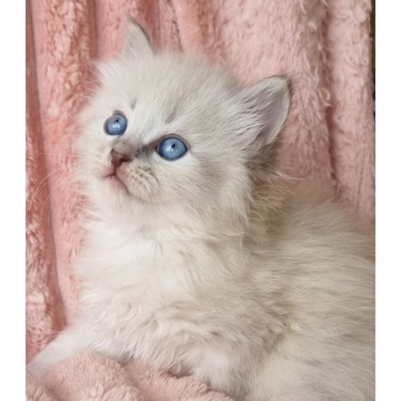 Siberian Zahar