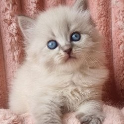 Siberian Zahar