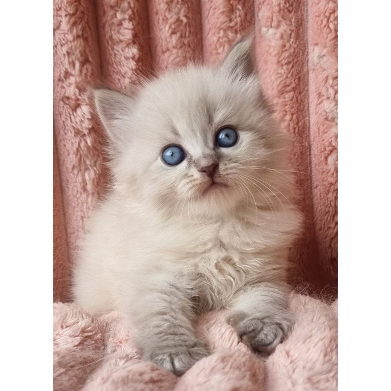 Siberian Zahar