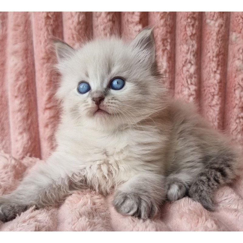 Siberian Zahar