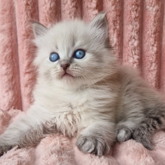 Siberian Zahar