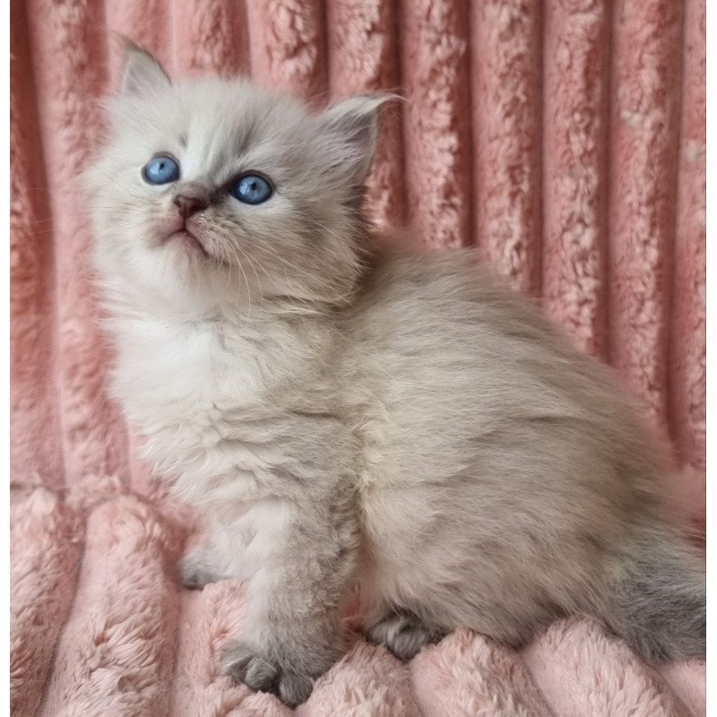 Siberian Zahar