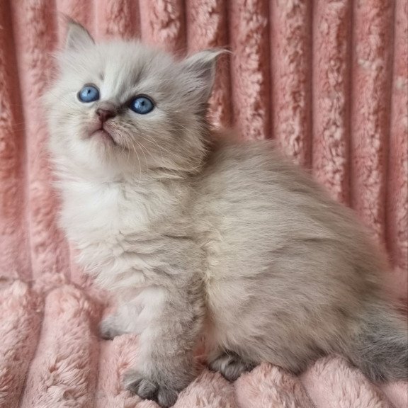 Siberian Zahar