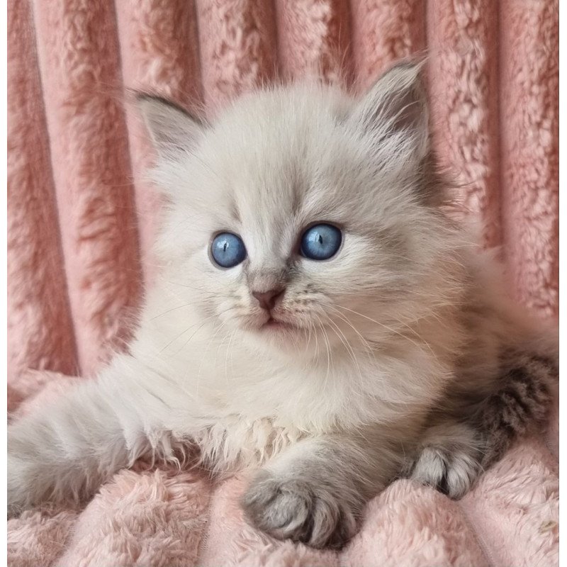 Siberian Zahar