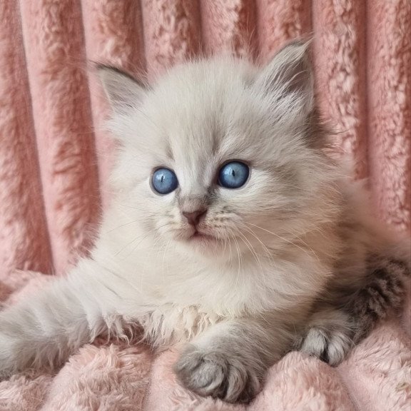 Siberian Zahar