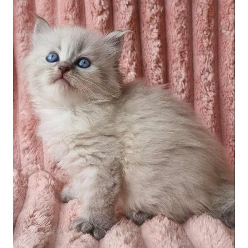 Siberian Zahar