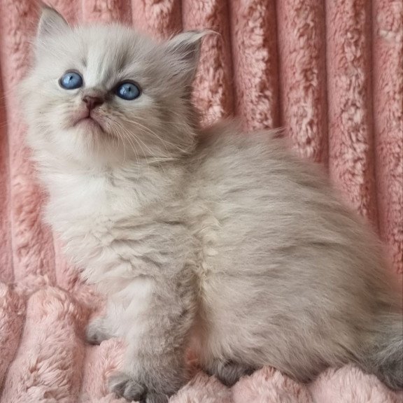 Siberian Zahar