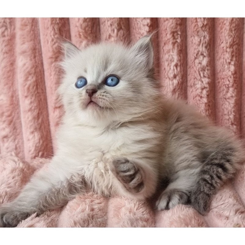 Siberian Zahar