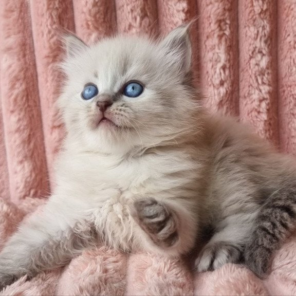 Siberian Zahar