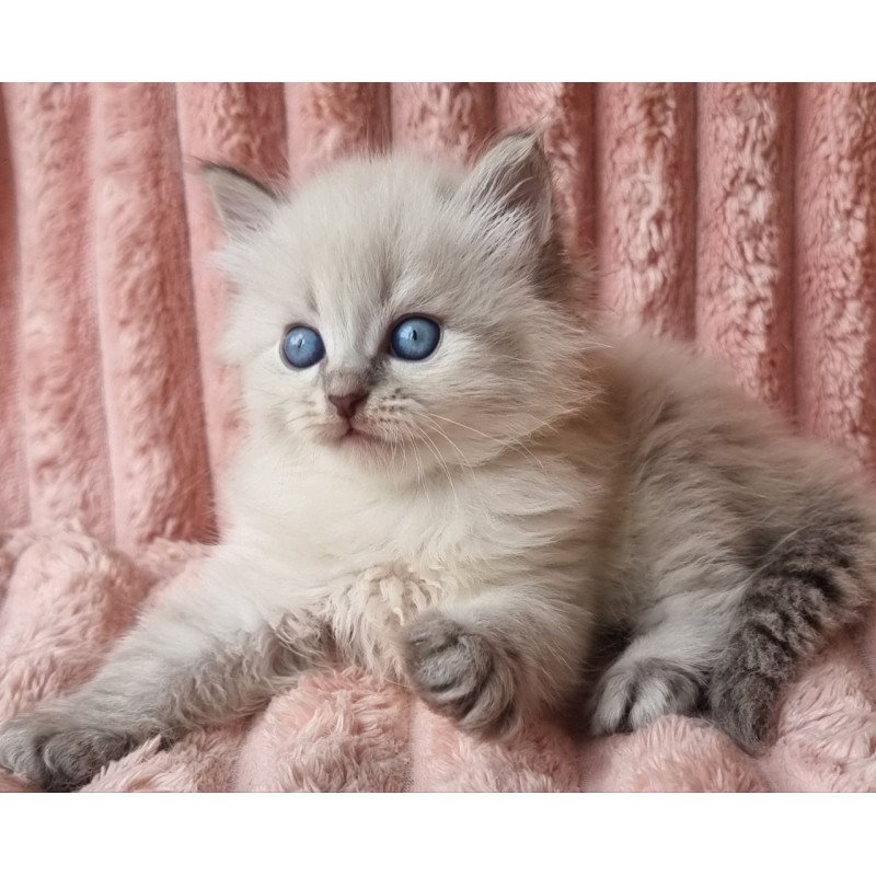 Siberian Zahar