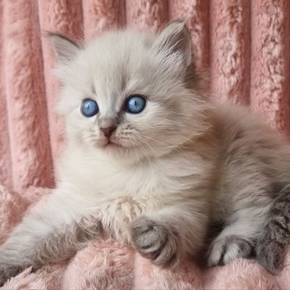 Siberian Zahar