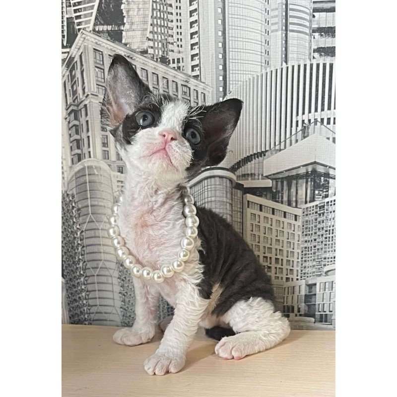 Devon Rex Mila