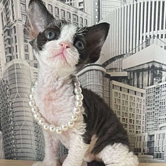 Devon Rex Mila
