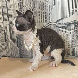 Devon Rex Mila
