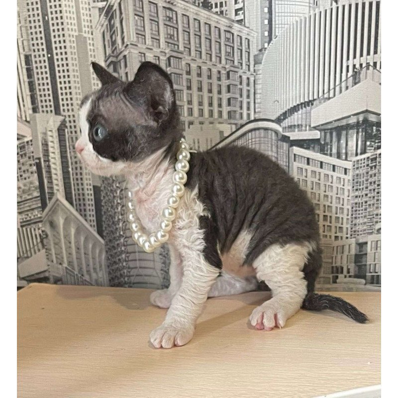 Devon Rex Mila