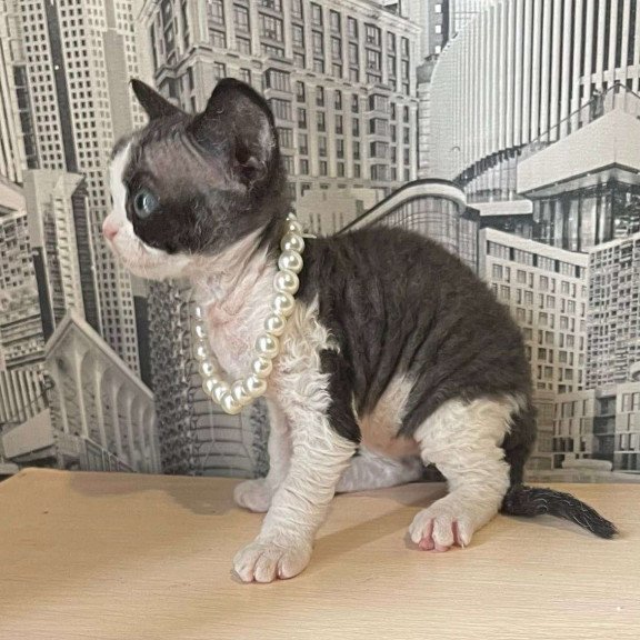 Devon Rex Mila