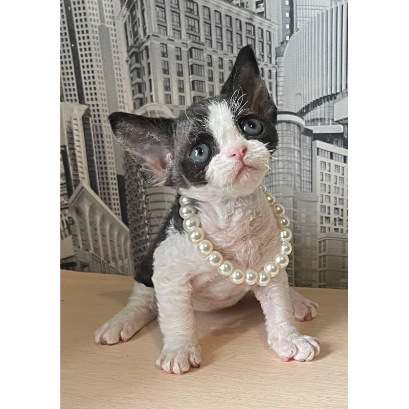 Devon Rex Mila