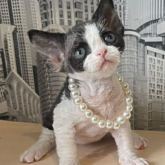 Devon Rex Mila