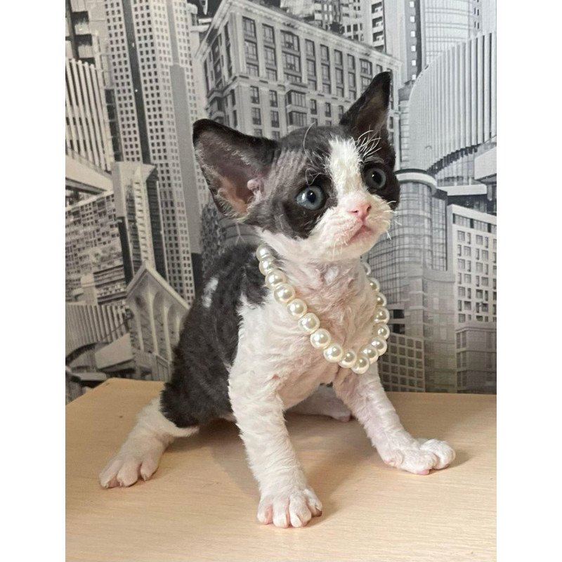 Devon Rex Mila