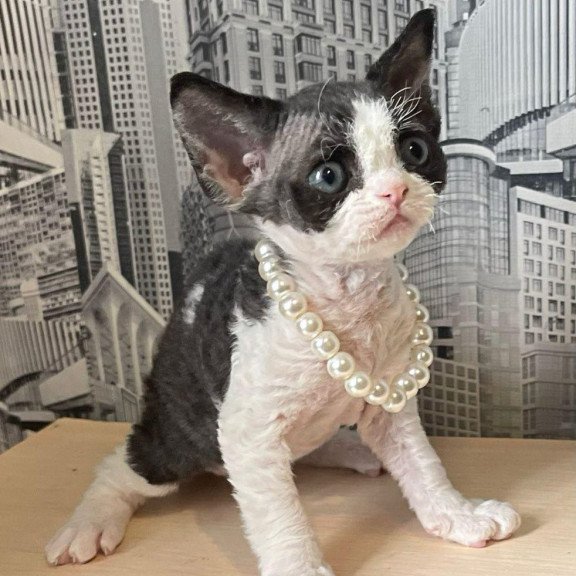 Devon Rex Mila